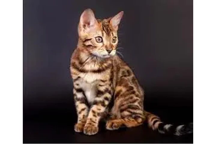 $2800000 : Bengali Hermosos Gatos Med image 1
