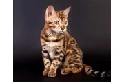 Bengali Hermosos Gatos Med en Medellin