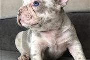 $410 : Cute French bulldog pups ready thumbnail
