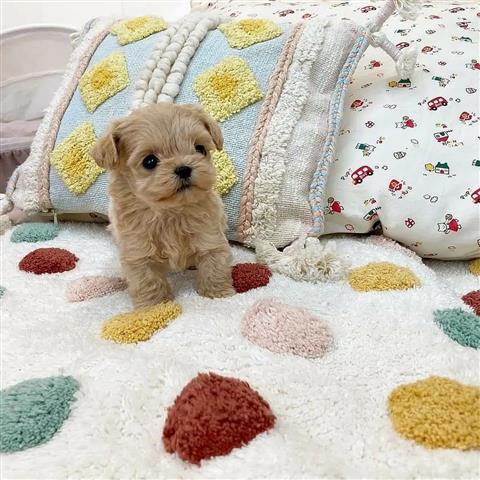 $400 : Cute Maltipoo Puppies image 1