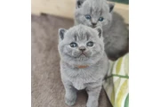 British shorthair Disponible en Imperial County