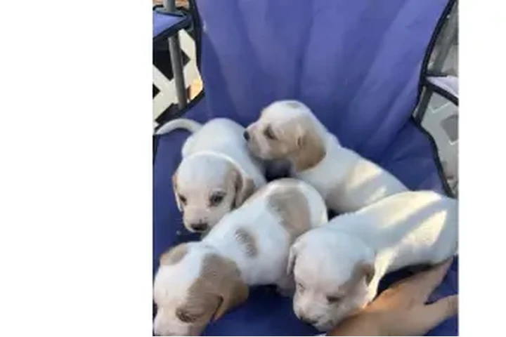 $400 : Beagle puppies image 2