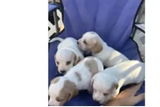 $400 : Beagle puppies thumbnail