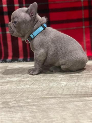 $500 : French bulldog image 2