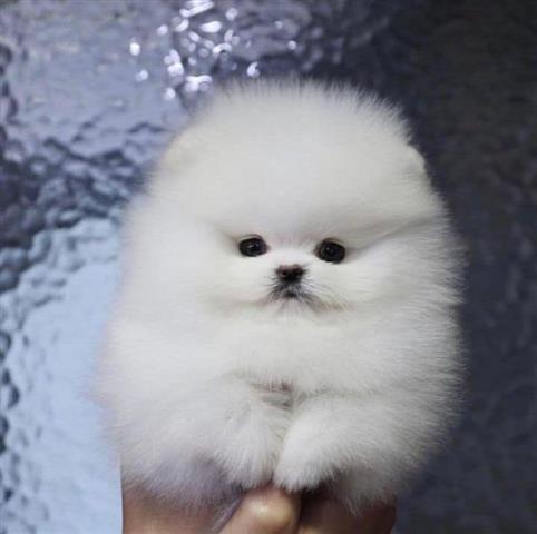 $500 : Vet checked Pomeranian Pups image 3