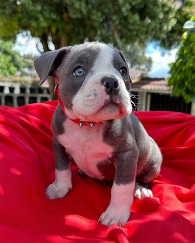 $350 : Cachorrita American Bully image 2