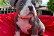 $350 : Cachorrita American Bully thumbnail