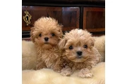Maltipoo taza de té en Indianapolis
