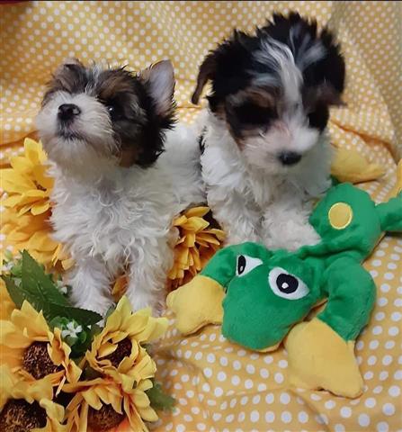 $250 : Teacup Yorkie Puppies image 3