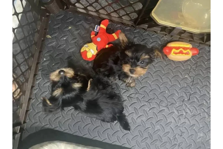 $750 : Yorkshire Terrier Pup for sale image 1