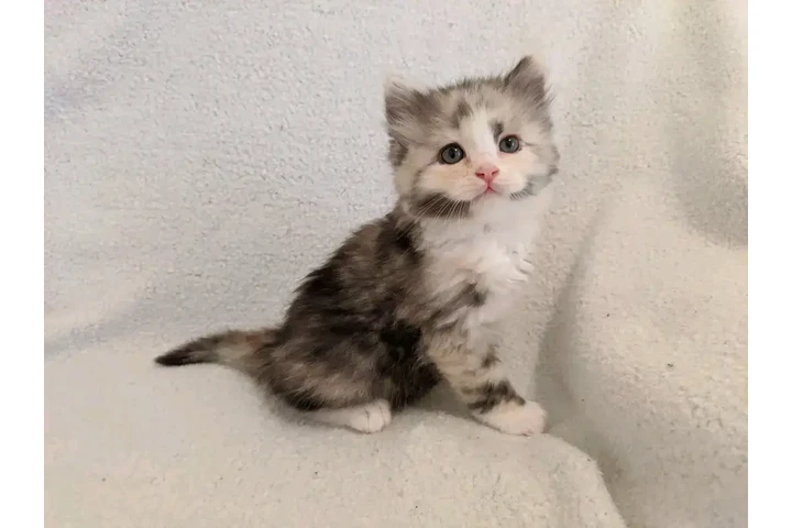 $400 : Ragamuffin cats image 2