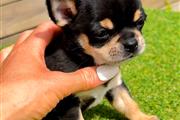 $250 : Cachorro Chihuahua thumbnail