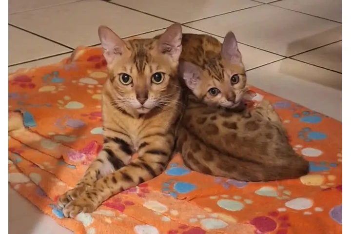 $3000000 : Lindos Precios Gatos Bengali image 1