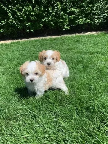 HERMOSOS CACHORROS MALTIPOO image 1