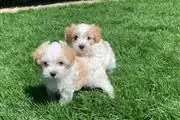 HERMOSOS CACHORROS MALTIPOO en Atlanta