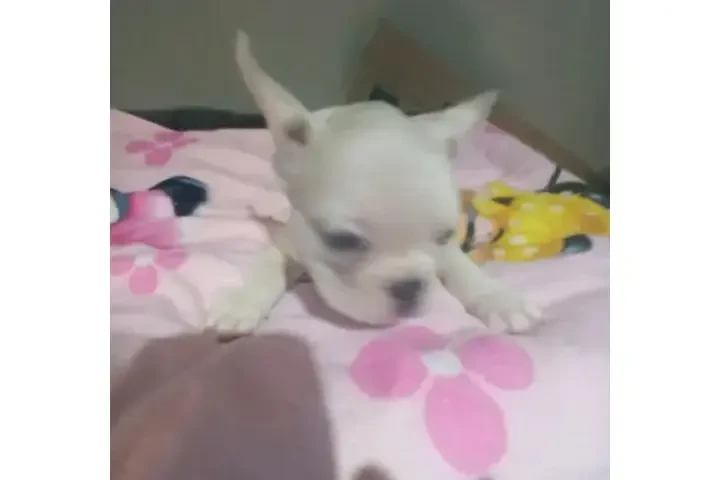 :  🐶 ¡PERRITOS EN VENTA! 🐾 image 1