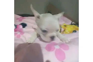 :  🐶 ¡PERRITOS EN VENTA! 🐾 en Los Angeles