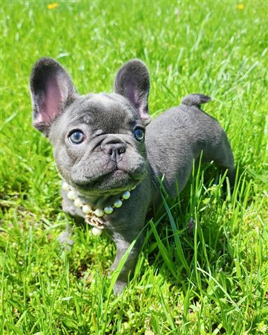 $400 : French bulldogs image 5