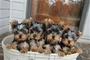 3 niñas 3 niños Yorkie