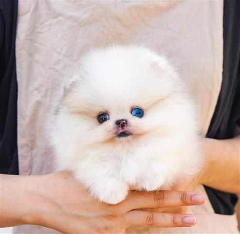 $250 : Teacup Pomeranian puppies image 8