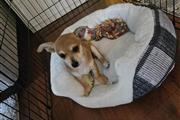 chihuahua puppy for adoption en Denver