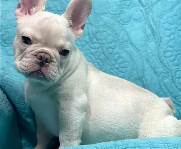 $300 : nice puppies for adoption// image 4