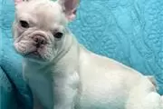 $300 : nice puppies for adoption// thumbnail