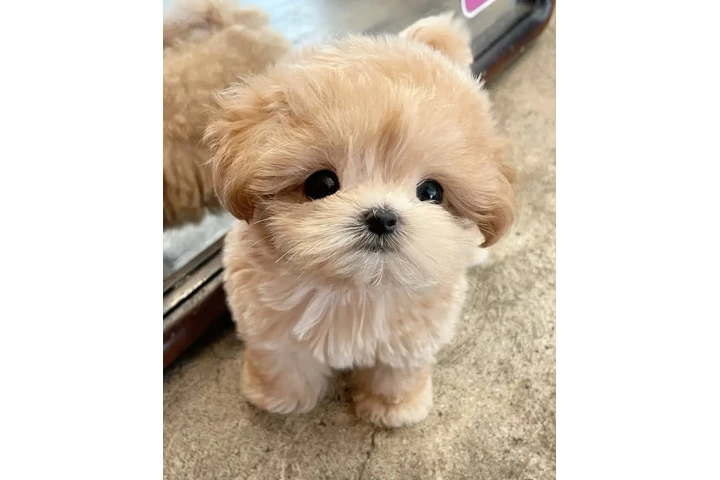 $350 : MALTIPOO EN VENTA image 1