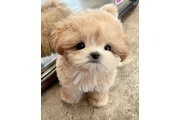 MALTIPOO EN VENTA en Los Angeles