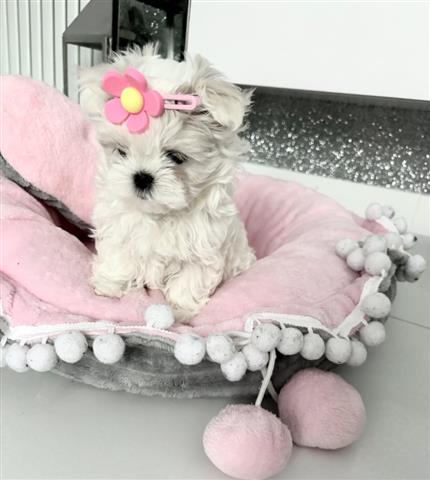 $260 : Teacup Maltese Available image 2