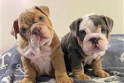 $500 : Cachorros de bulldog inglés thumbnail