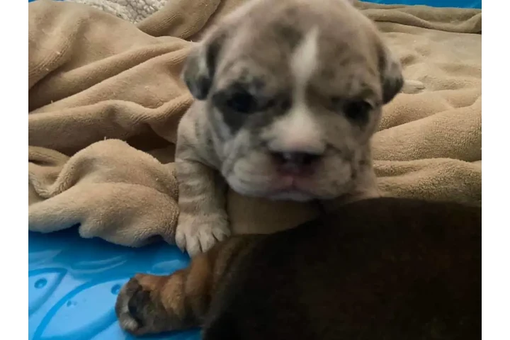 $350 : Bulldog inglés image 1
