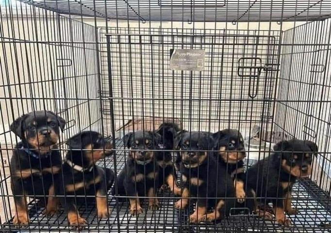 $190 : Rottweiler Puppy For Adoption image 1