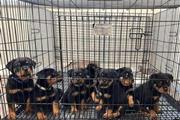 Rottweiler Puppy For Adoption en Tucson