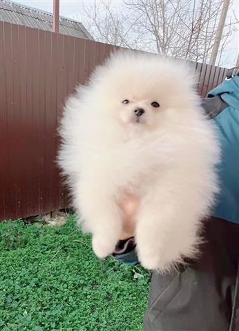 $400 : pomeranian puppies for sale image 2