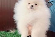 $400 : pomeranian puppies for sale thumbnail