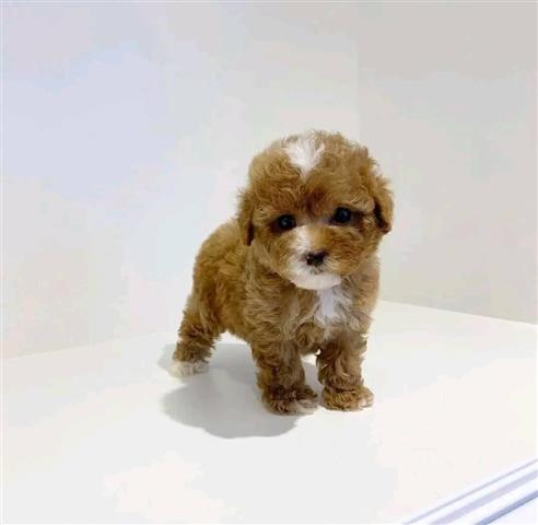 $400 : Teacup poodle puppies image 2