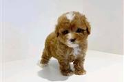 $400 : Teacup poodle puppies thumbnail