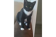 Gato en adopcion en Los Angeles