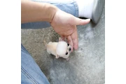$350 : chihuahua thumbnail