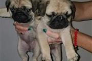 pug puppies looking for good h