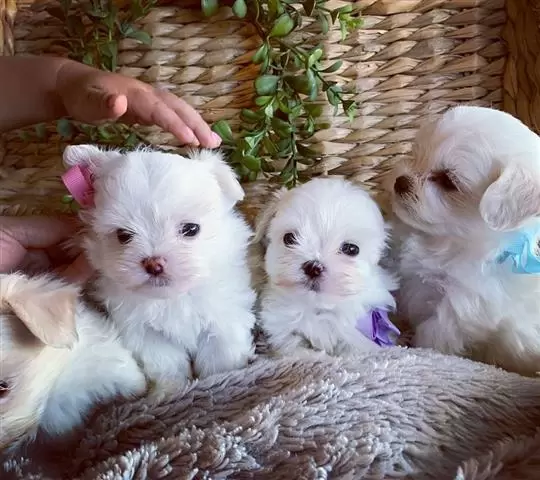 $700 : lindos cachorros yorkie image 1