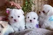lindos cachorros yorkie en Silver Spring