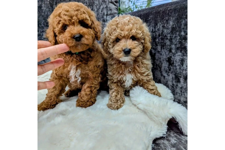 $500 : Exclusive Maltipoo Puppies image 2