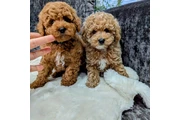 $500 : Exclusive Maltipoo Puppies thumbnail
