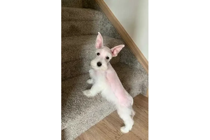 $2600 : MINI SCHNAUZER PUPPY image 4