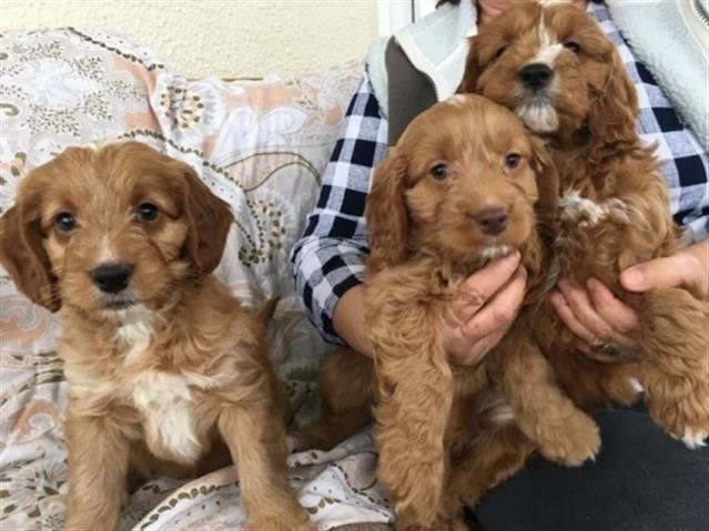 $500 : Cockapoo puppies available now image 1