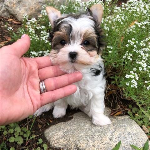 $500 : teacup yorkie puppies image 4