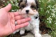 $500 : teacup yorkie puppies thumbnail