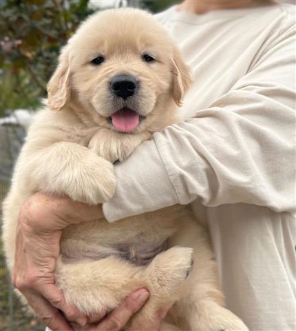 $350 : Golden Retriever Pup's image 2